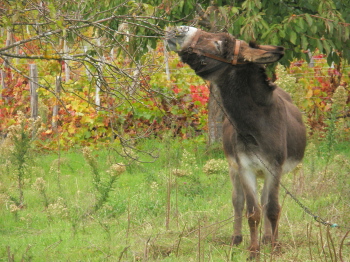 el burro de Cristosende