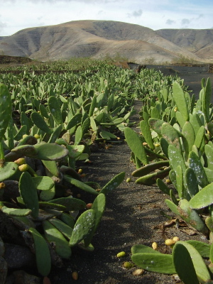 cactus plantation for cochineal production in mala, Lanzarote