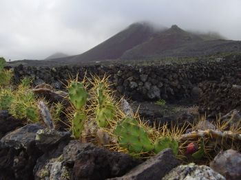 volcanic landscape with cactus on lanzarote