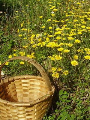 Anthemis tinctoria colores naturales de AC Estudio Textil