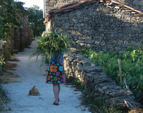 Cosecha de gualda (Anna Champeney Estudio Textil)