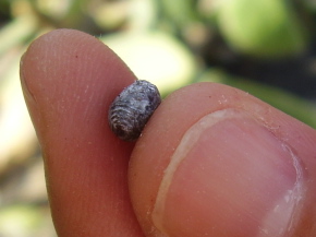 cochineal insect