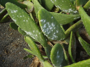 cochnillas en la pencas del cactus