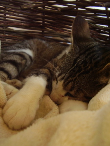 Cat testing out traditional Spanish basket